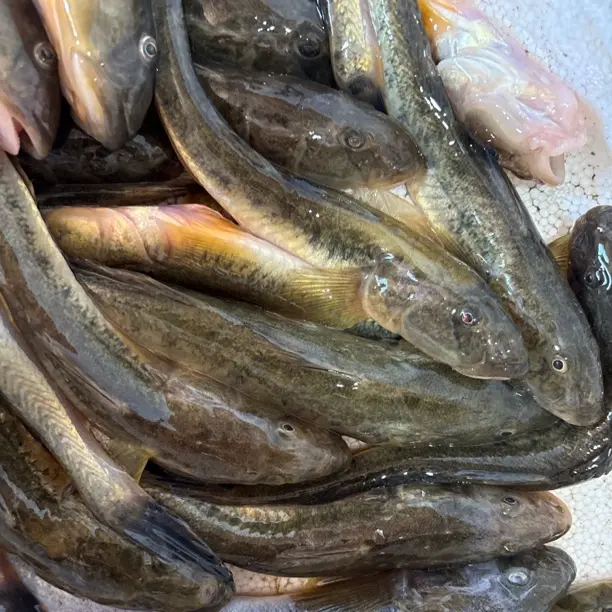大连本地小号3斤装/一斤7-9条左右新鲜海捕胖头鱼适合油炸晒干