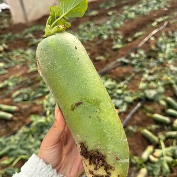 新鲜沙窝萝卜，脆甜，生吃，产地直发