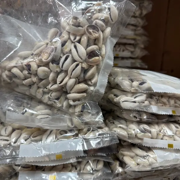 只买单纯的吊坠，没带链子，属的性质。贝壳吊坠 大号磨贝壳一包