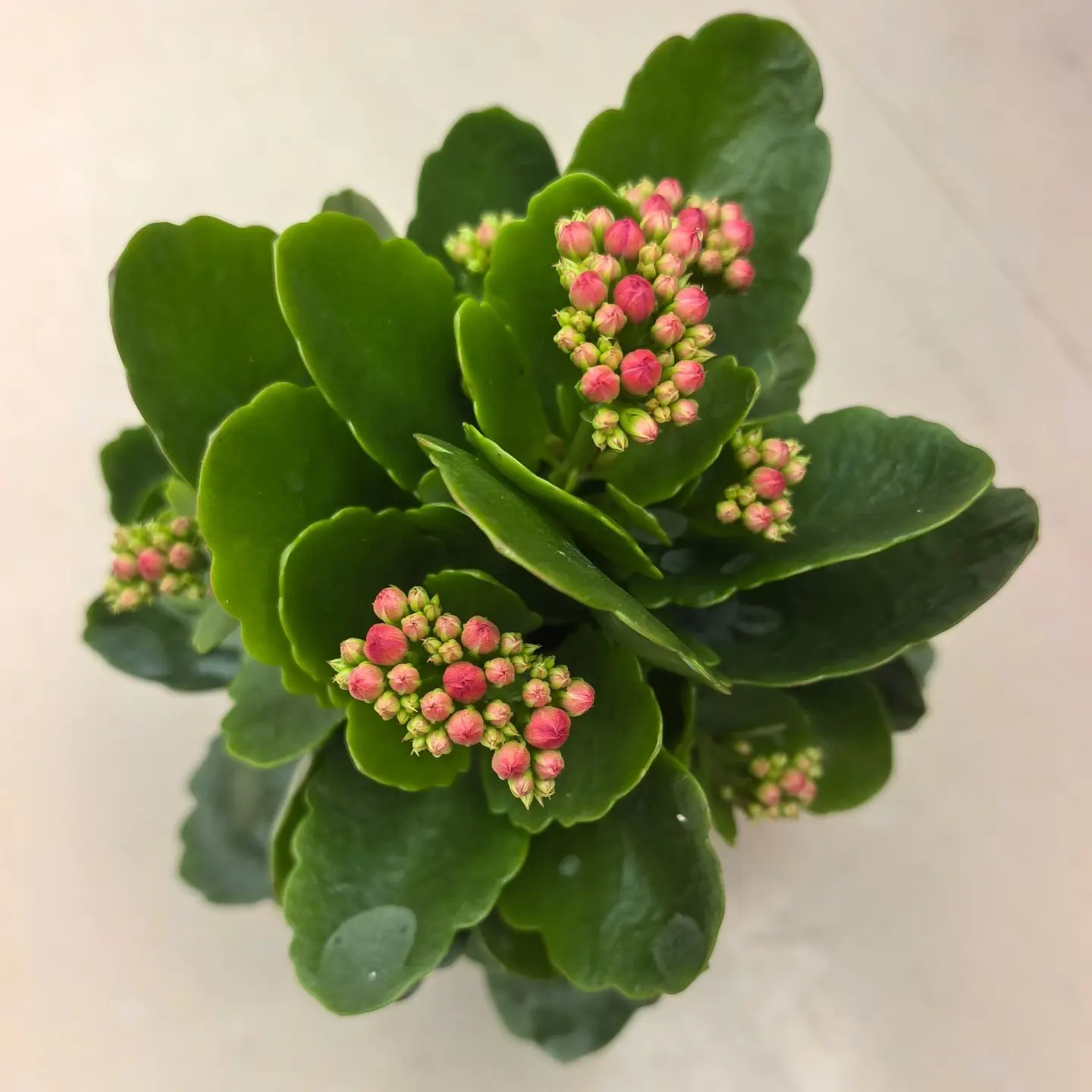 [福利款！]90杯长寿花一代苗无打顶