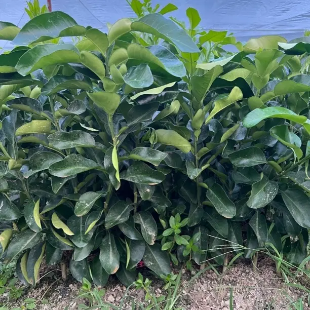 红心柚子叶子裸根苗种植优选