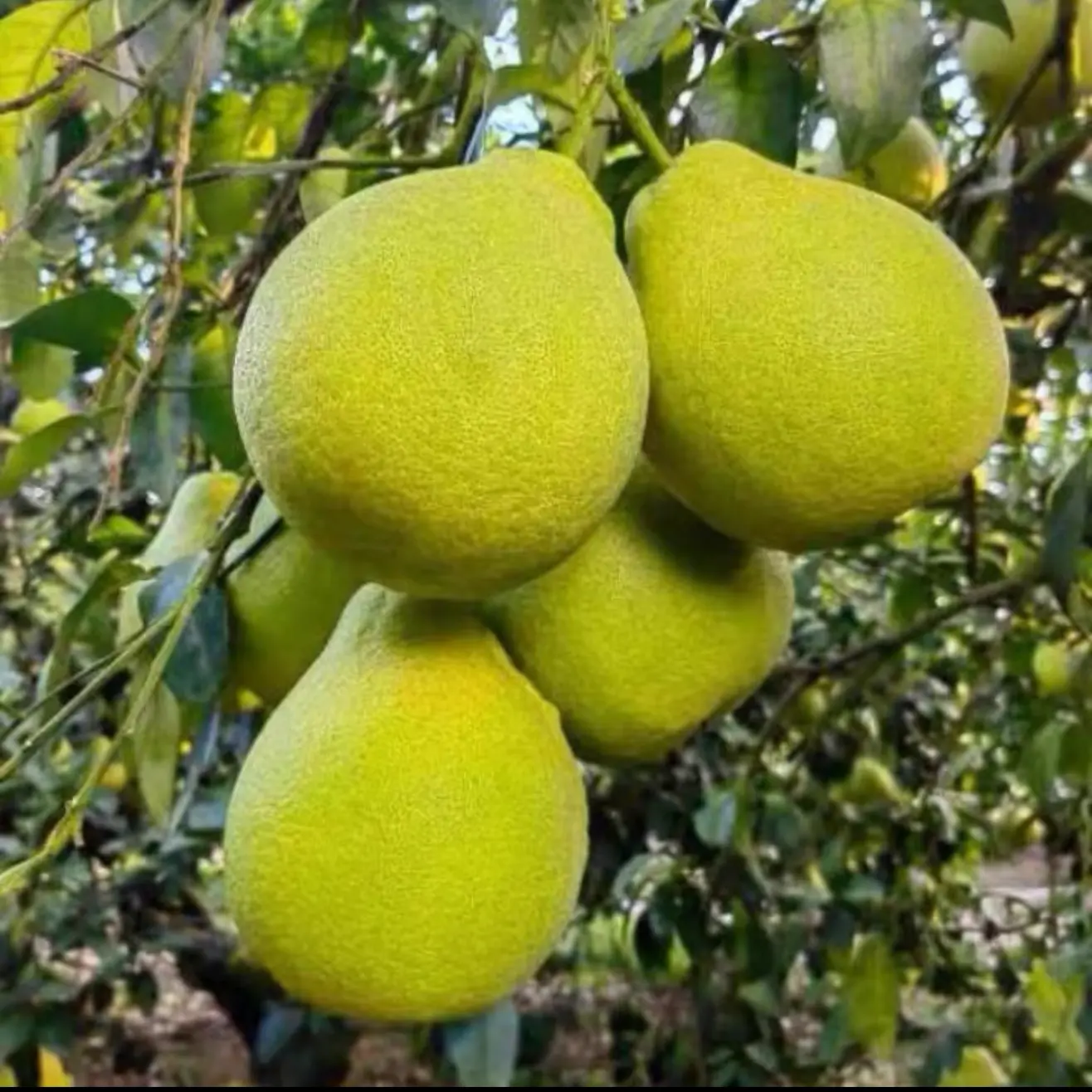 正宗江永香柚沙田柚新鲜当季水果白心无酸老树柚子花皮果耐放