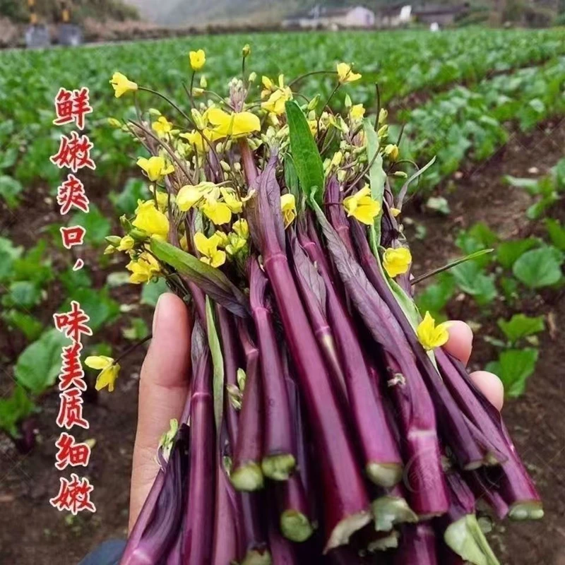 红菜苔秧苗高产红菜苔秋季种植阳台庭院耐寒过冬蔬菜秧苗