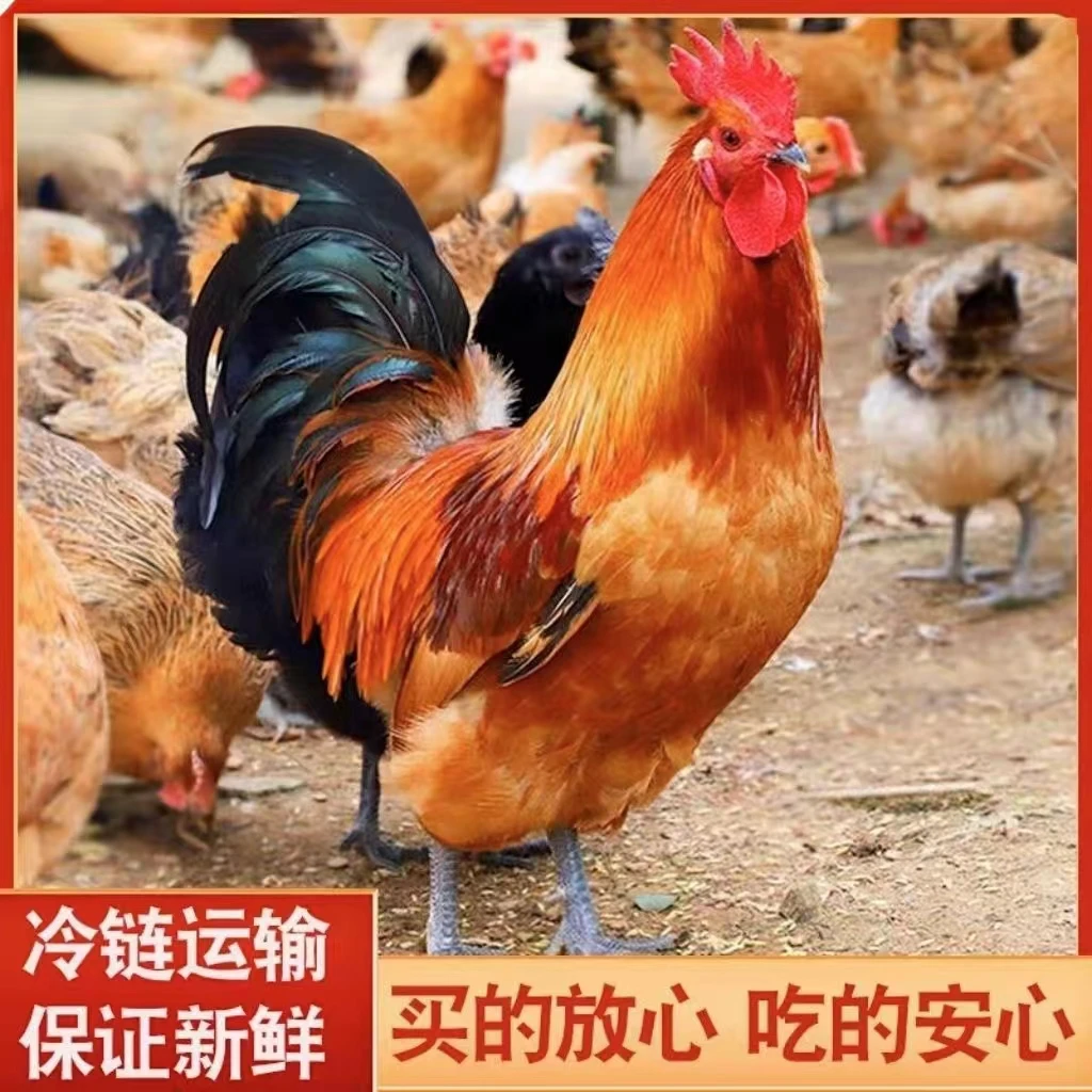 林地散养大公鸡生态放养土公鸡溜达鸡现杀现发