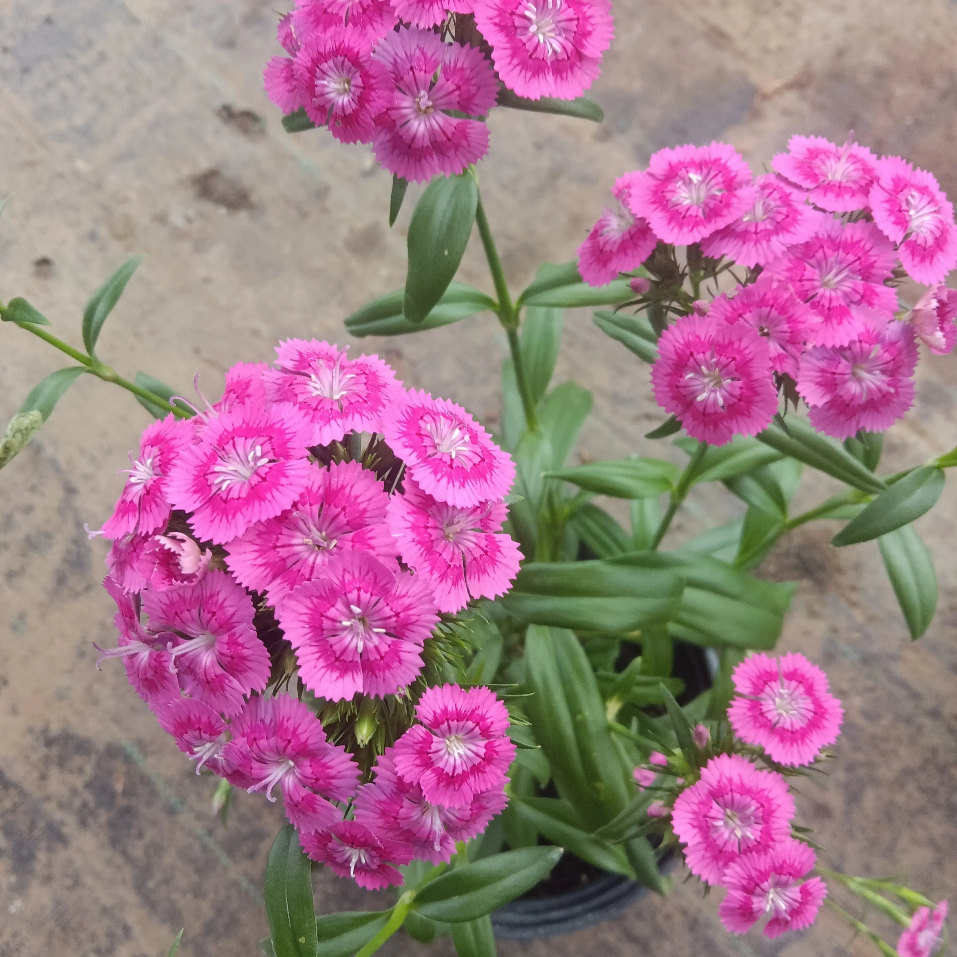 霹雳石竹绣球绣球花石竹花多色耐寒耐热庭院阳台四季开花好养