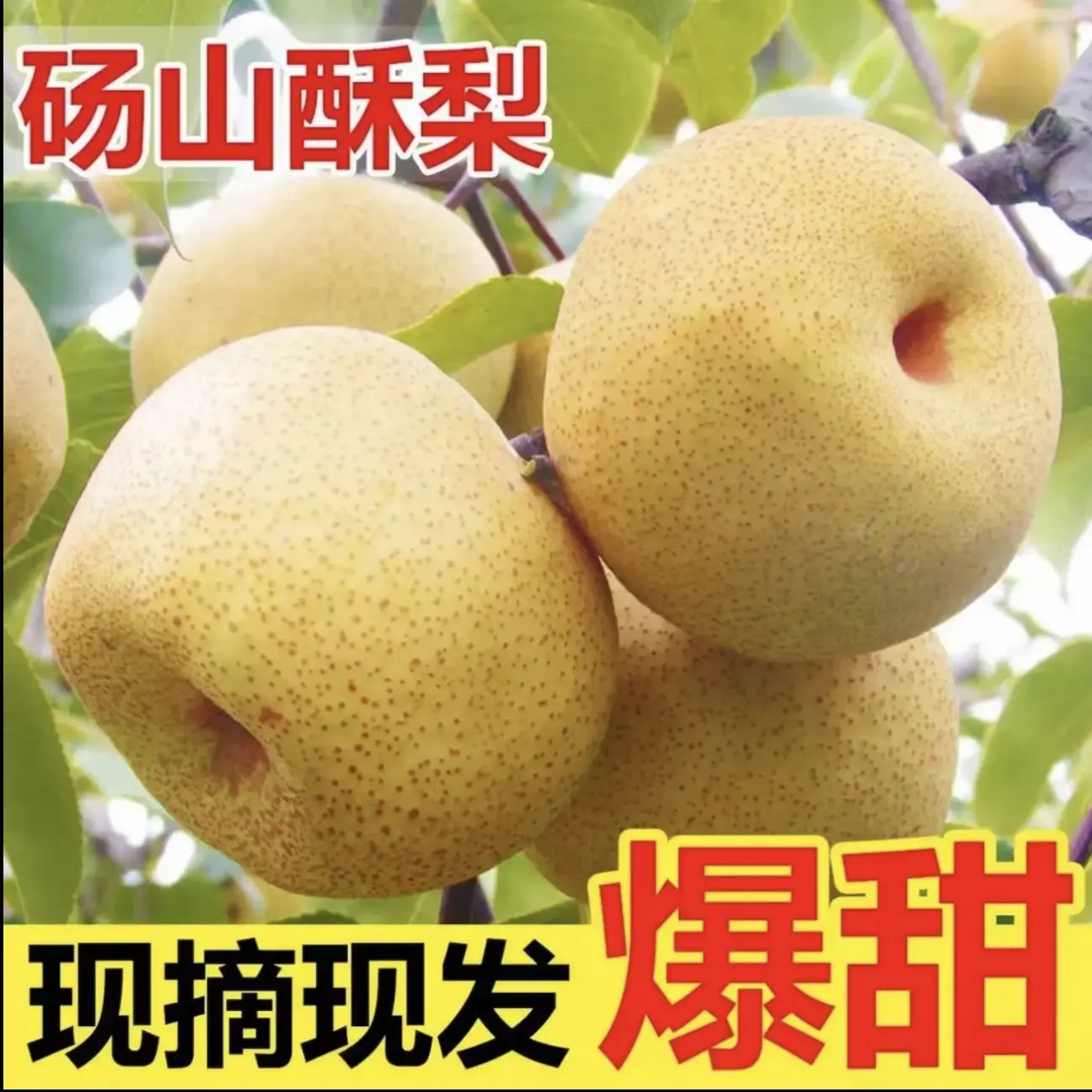 正宗砀山酥梨新鲜现摘当季水果脆甜多汁皮薄梨子