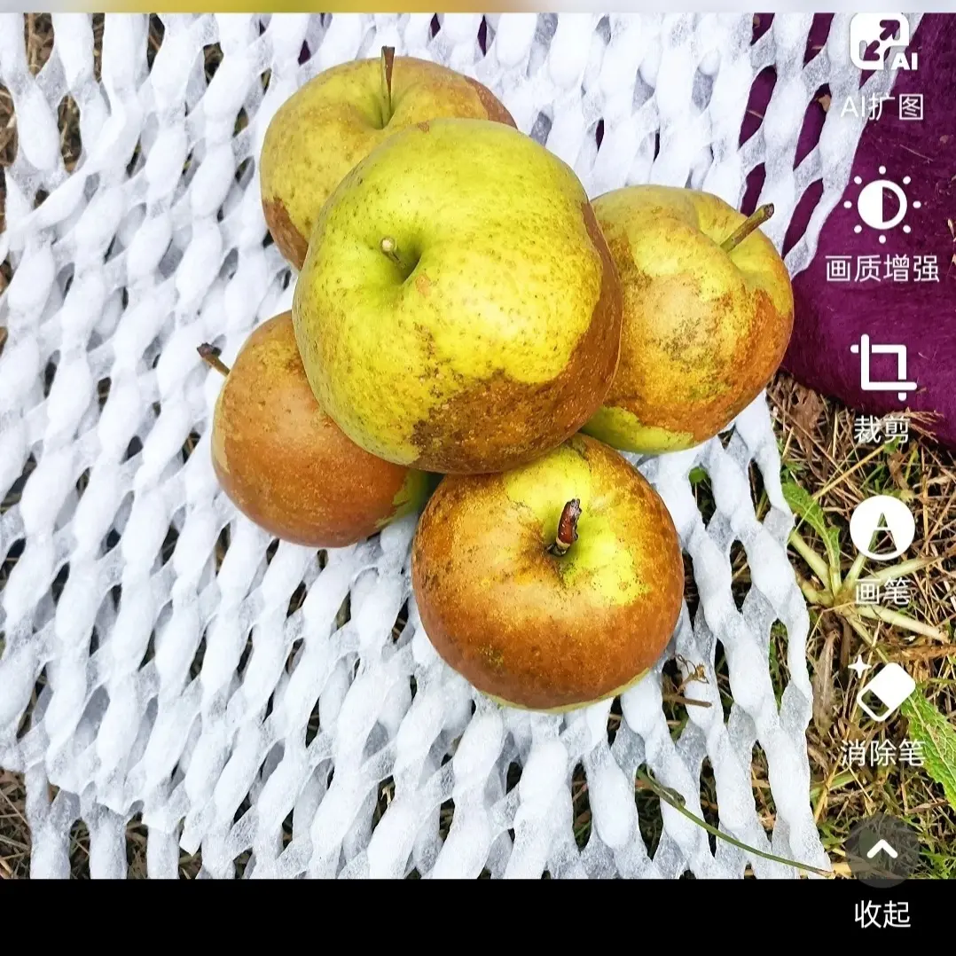 511224山西隰县玉露香梨皮薄肉厚脆甜多汁大果6棵4.2斤