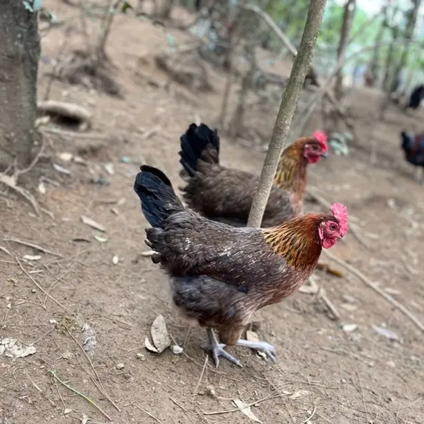 正宗林子里面散养2只母鸡现宰带内脏