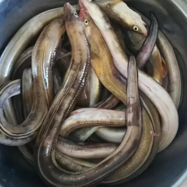 大连新鲜野生鳗鱼（四斤顺丰包邮）