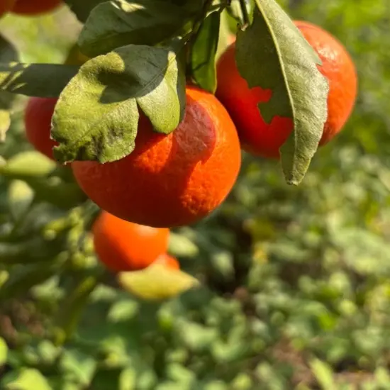 武鸣沃柑当季新鲜水果皮薄多汁香甜柑橘现摘现发产地直供整箱