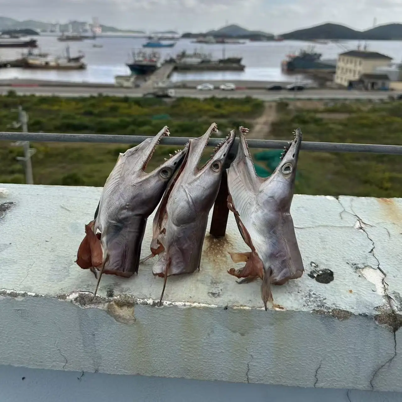 舟山海鲜风鳗鱼头一斤（3-5只）