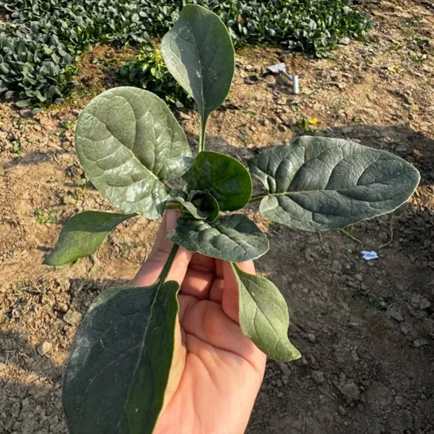 河南露天霜打红根菠菜现挖新鲜青菜叶菜当季笨菠菜