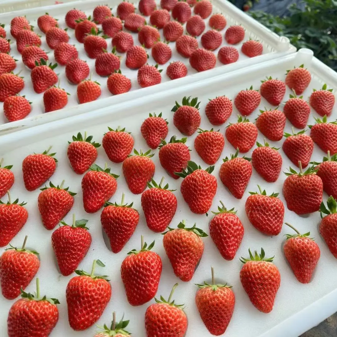 正宗红颜九九草莓孕妇儿童即食绿色认证