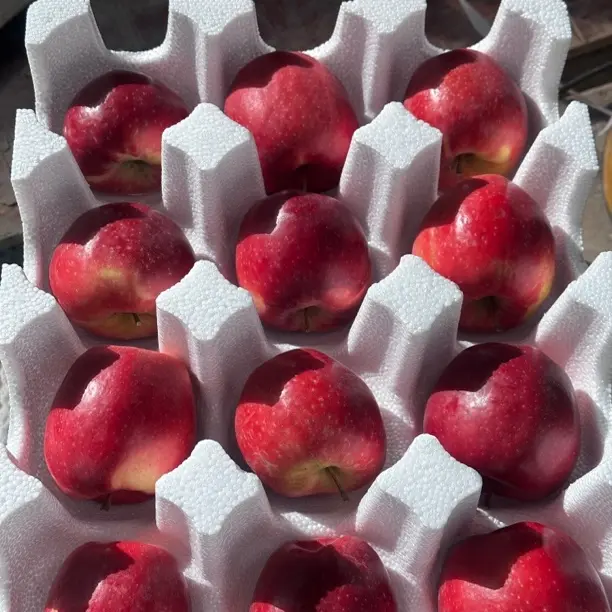 【四川小金瑞香红】小金瑞香红12个大果脆甜多汁新鲜现摘营养水果