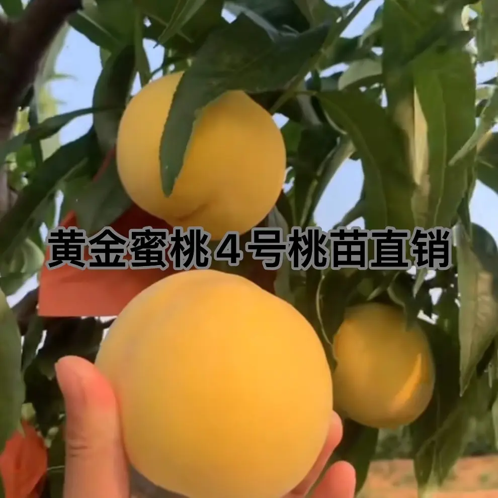 正宗锦绣黄桃树苗冬桃树苗血桃树苗油桃水蜜桃品种桃苗盆栽地栽