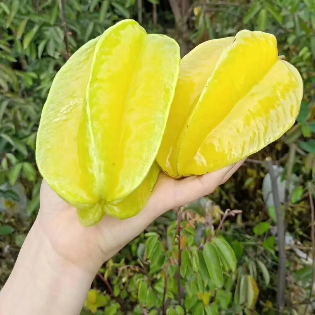 杨桃（送杨梅粉）福建漳州树上熟精品杨桃鲜采摘新鲜产地顺丰直发