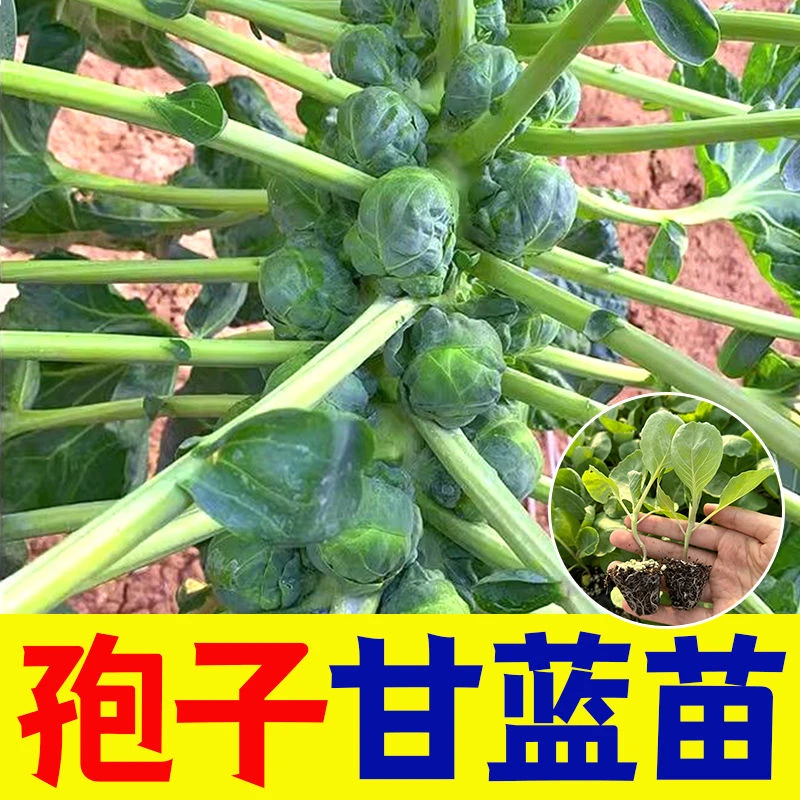 孢子甘蓝种苗蔬菜秧苗持小包菜卷心菜包心抱子甘蓝包菜种苗