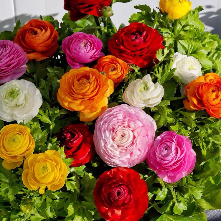 花毛茛种球耐寒四季播种开花进口洋牡丹种子室内室外阳台盆栽植物