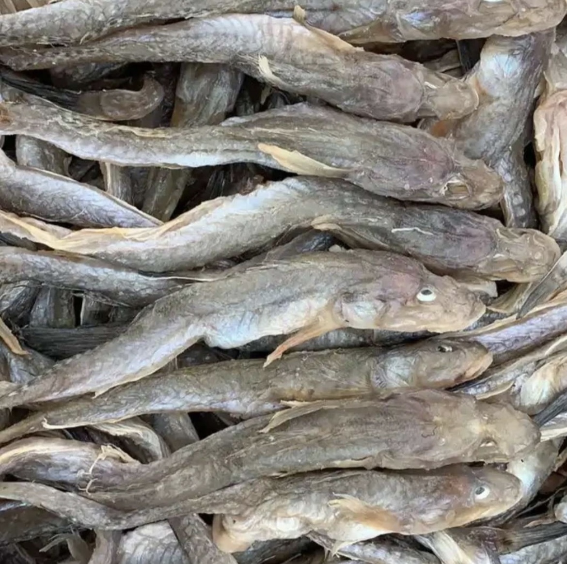 渤海湾油光鱼（也叫海鲶鱼）