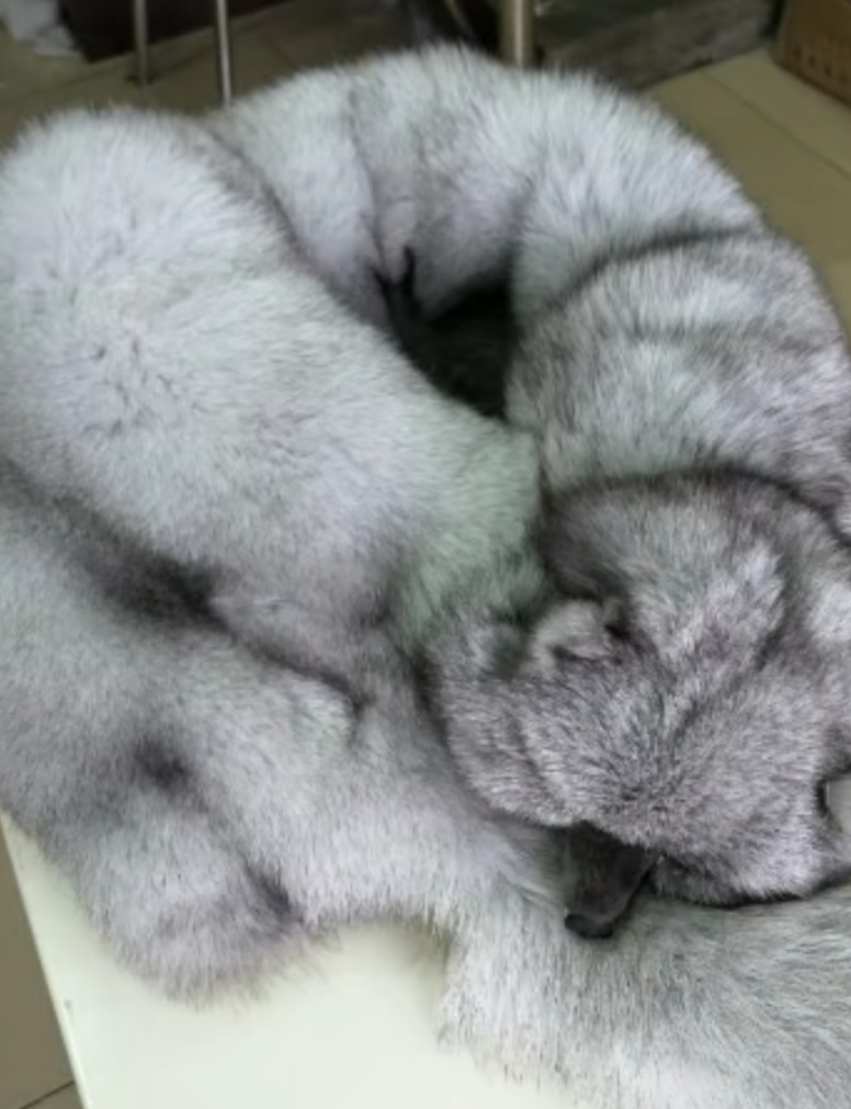 狐狸围脖冬季暖和