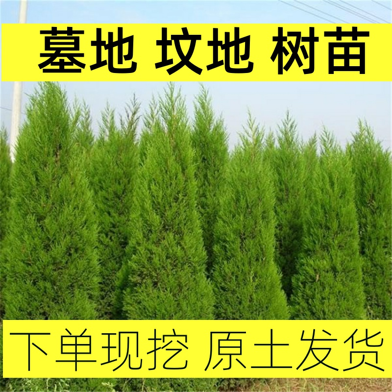 塔柏树苗侧柏塔柏小扁柏松柏圆柏龙柏黄四季常青四川蜀桧墓地松