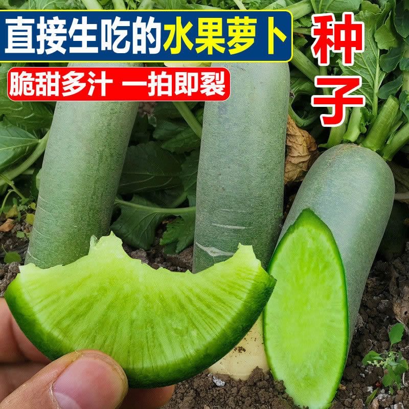 （拍2发3）冰糖脆水果萝卜种子生吃农家蔬菜种孑四季播种绿萝卜籽