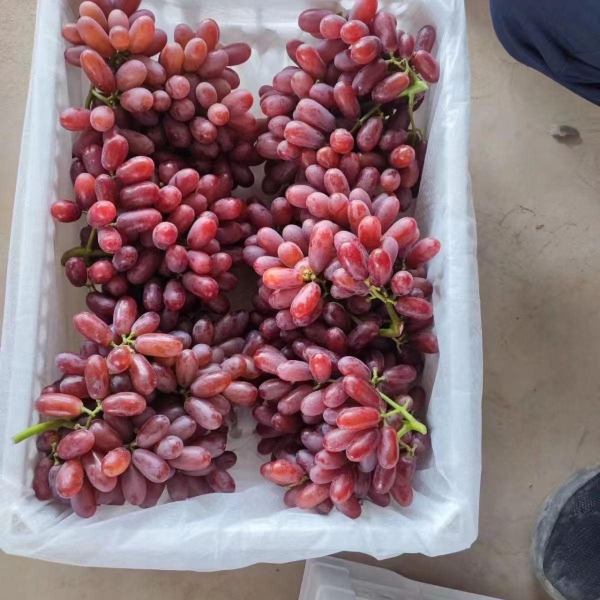 【产地直发】新鲜现摘无籽克伦生红提葡萄水果整箱当季孕妇水果