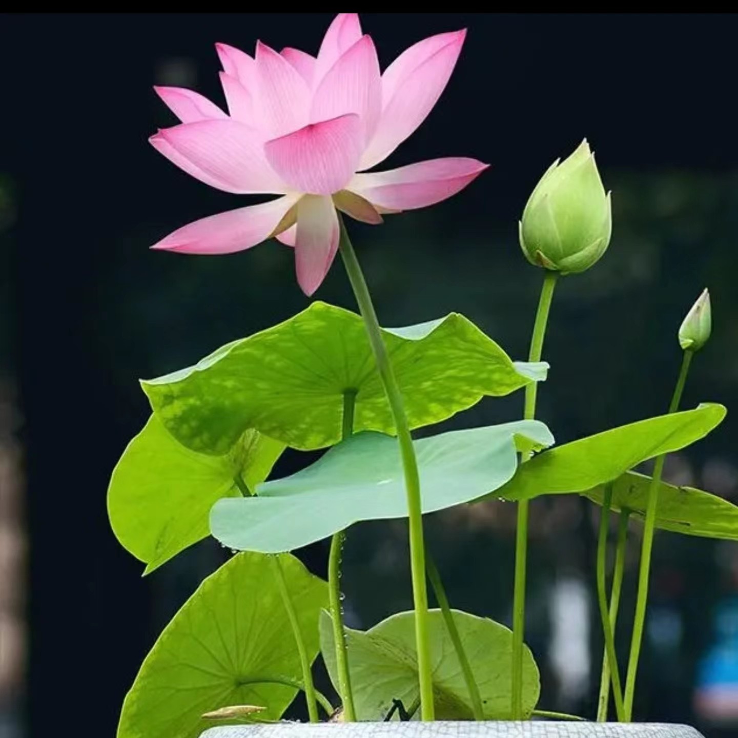 【水培莲花种子】莲花种水培植物四季种植易活室内盆栽好养荷花种子