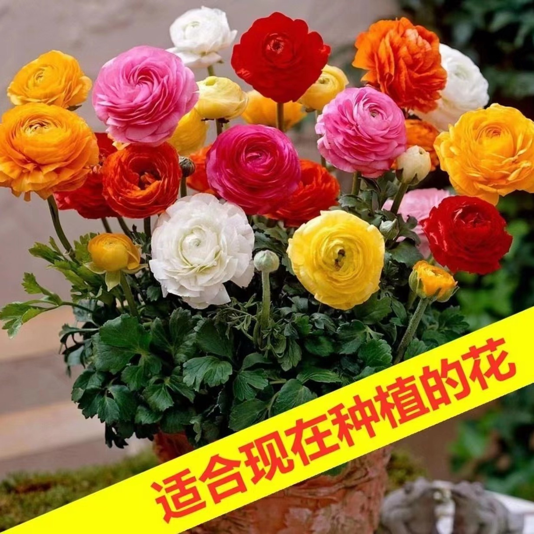 花毛茛种球洋牡丹盆栽重瓣带芽铃兰种球根室内外阳台四季开鲜花卉