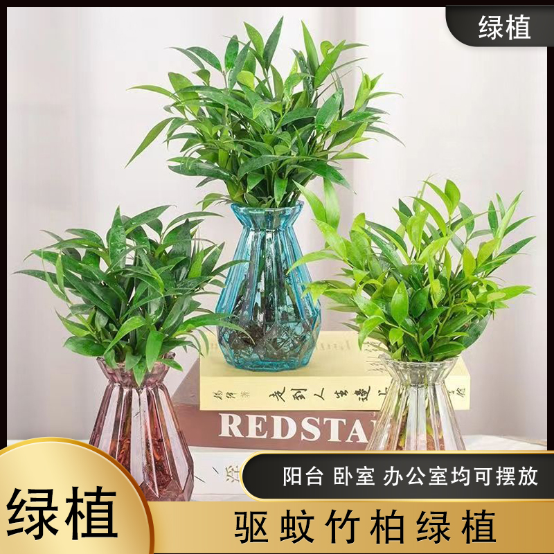 水培竹柏驱蚊竹水养盆栽绿植 客厅办公好养四季常青懒人好养绿植
