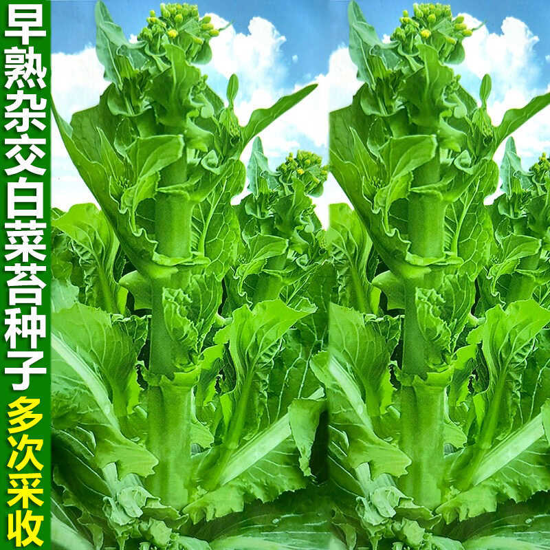 早熟杂交白菜苔种子耐热耐寒可多次采收白菜心菜薹种籽蔬菜种孑子