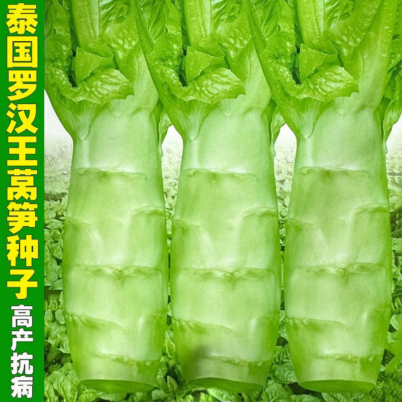 泰国罗汉莴笋种子四季圆叶竹节短粗鸡腿莴笋种籽耐热农家蔬菜种孑