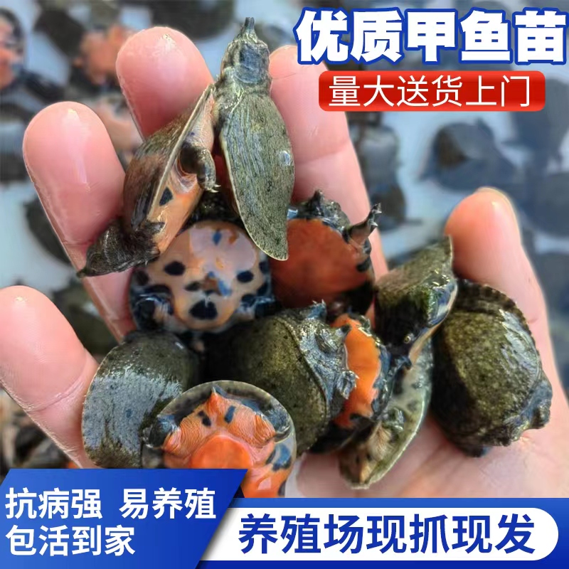 2024出壳甲鱼苗基地直发外塘冷水养殖中华鳖团鱼水库套养