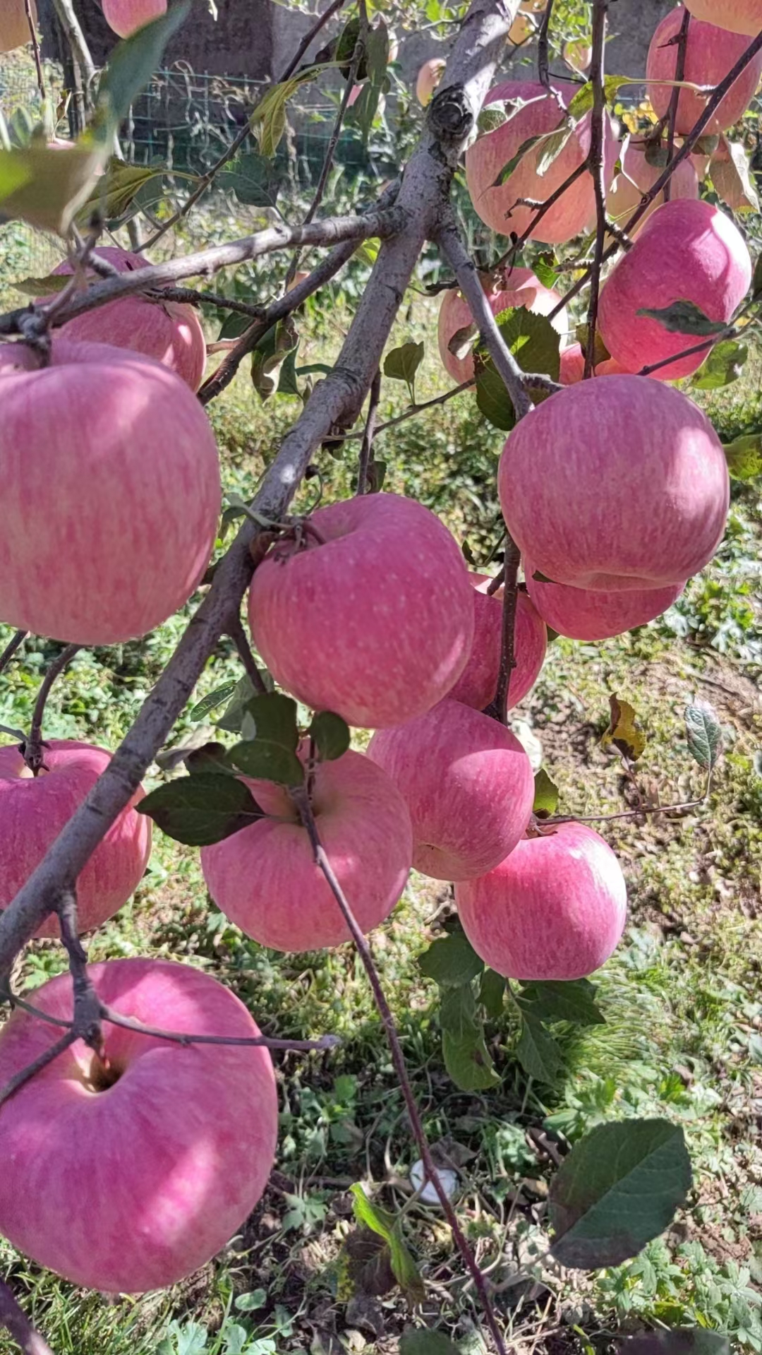 【2025新果】正宗灵宝寺河山水晶富硒红富士脆甜多汁现摘现发