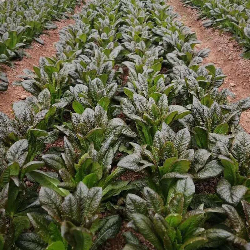 红圆叶莴笋种子大红皮绿肉香莴苣秋冬季播农家田园蔬菜种子