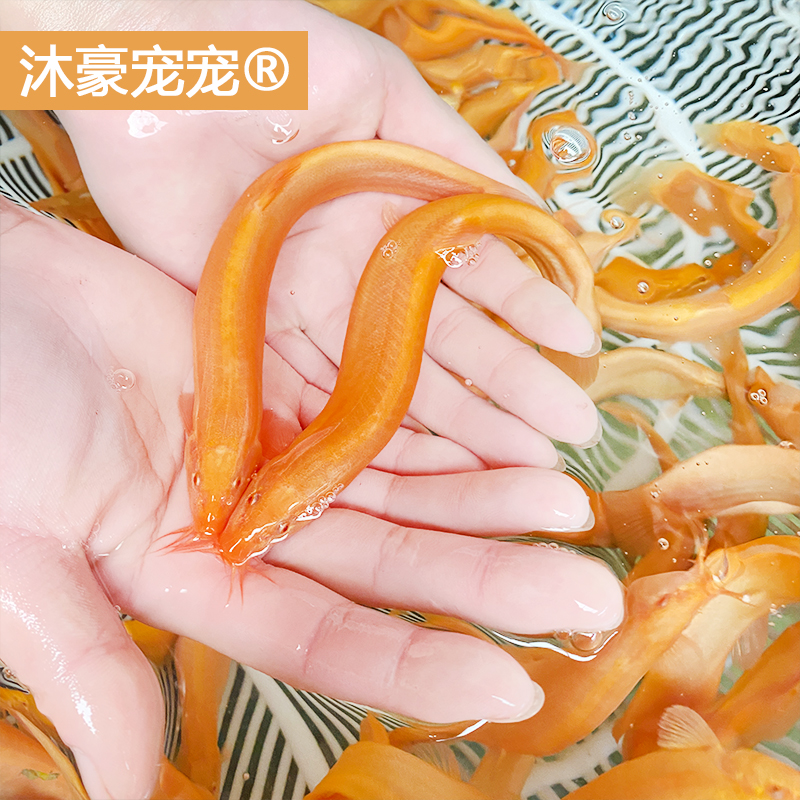 沐豪宠宠清洁工具黄金泥鳅冷水淡水可养黄金鳅清理鱼粪藻类水族