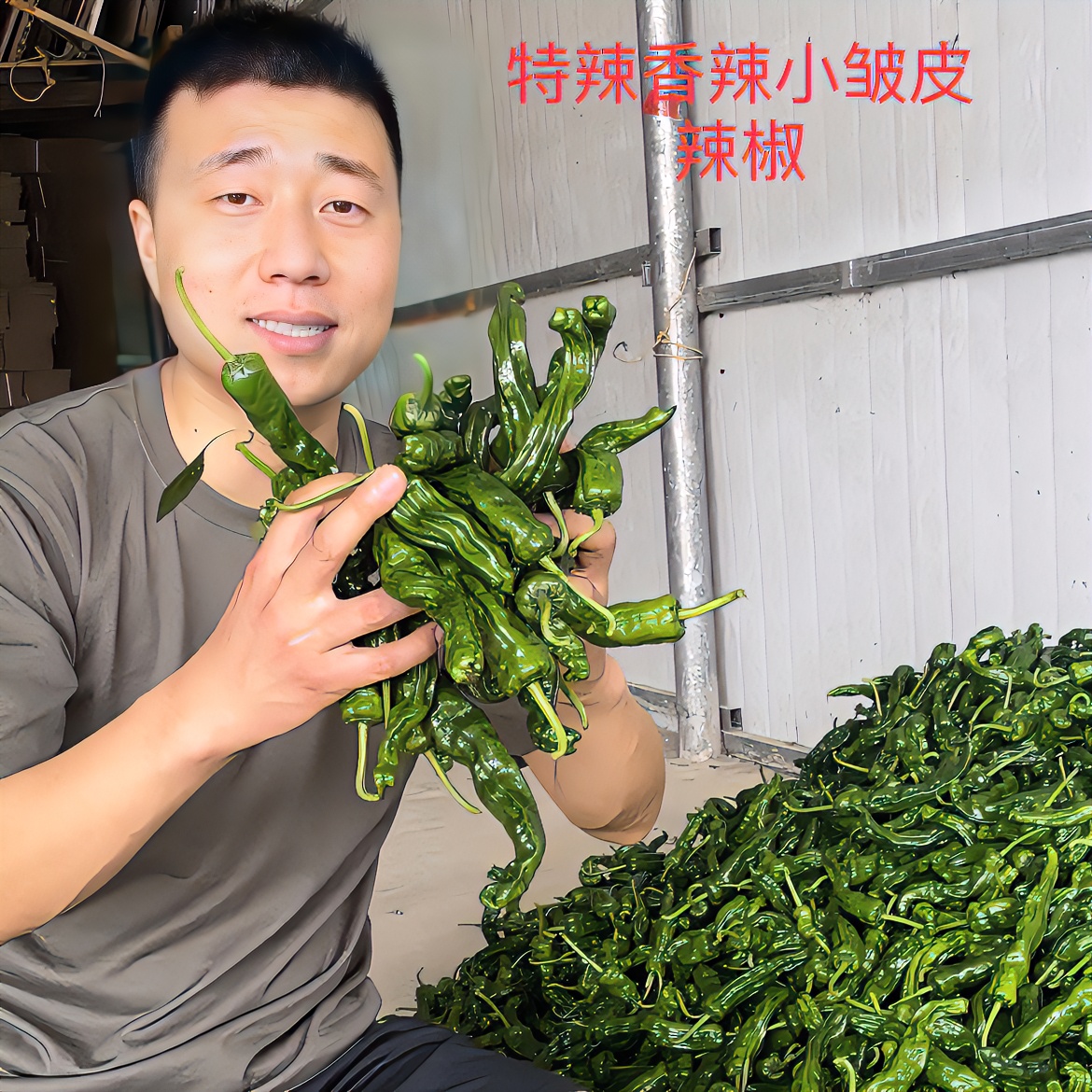 （顺丰包邮）特辣香辣小皱皮辣椒小螺丝辣椒土辣椒1.5斤3斤5斤农家