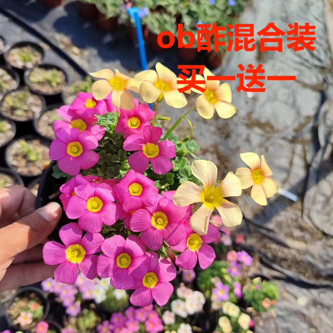 酢浆草 ob酢 喵小痩家 混合装 秋植幸运草 新手易养