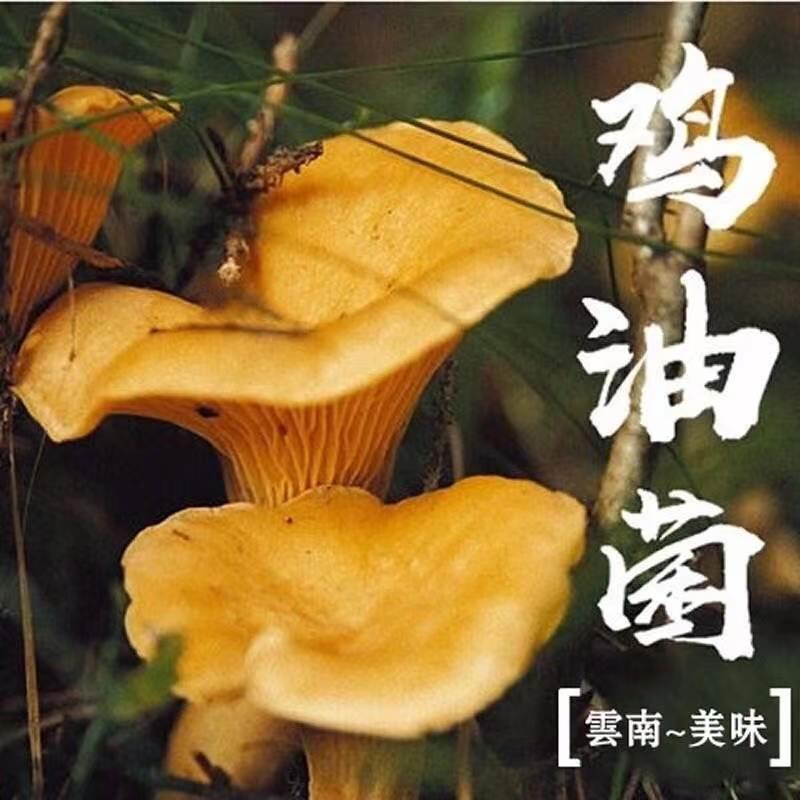 鸡油菌菌种菌丝四季黄丝菌食用家庭种植栽培种菌包种植蘑菇种植包