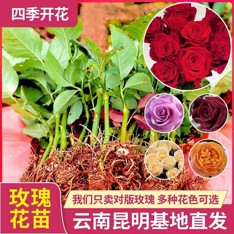切花玫瑰直发盆栽地栽室内室外均可种植四季玫瑰花茶室盆景开花