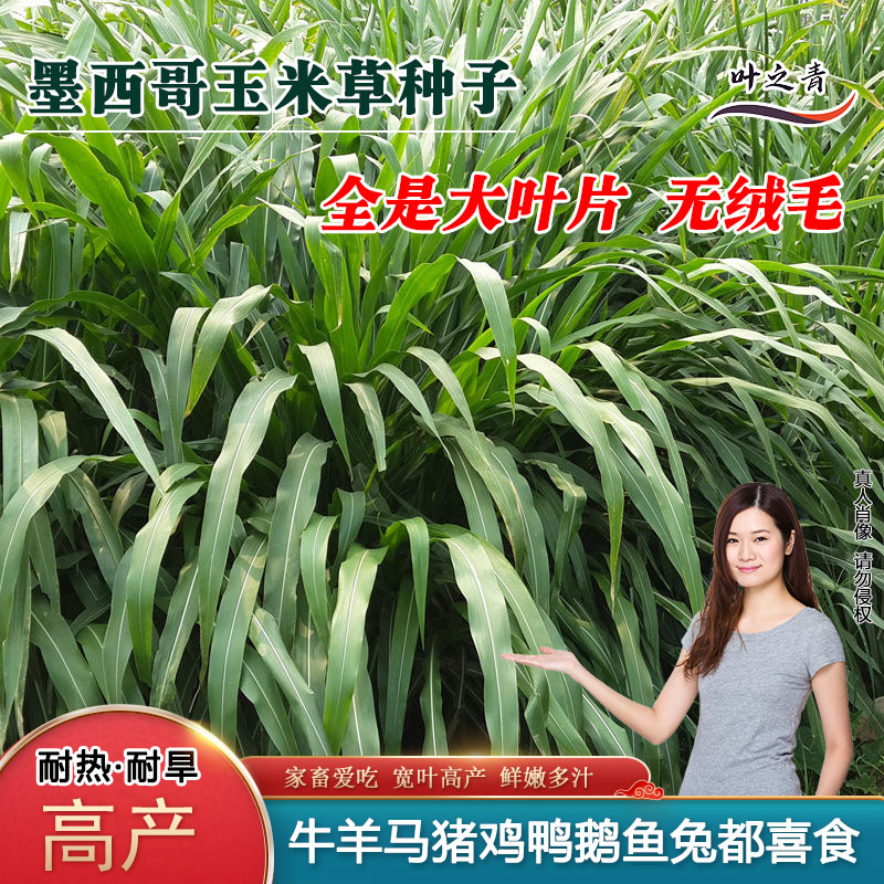 墨西哥玉米牧草种子产量高多茬收割大叶无毛养殖牛羊猪鸡鱼鹅蚂蚱