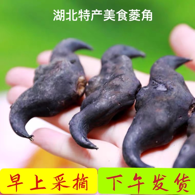 仙桃新鲜老菱角牛角菱现摘现发（1-5斤）包邮