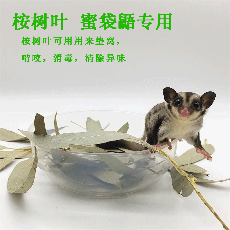 烘干桉树叶蜜袋鼯鼬磨牙消毒杀菌除臭窝垫材料用品小蜜喜欢的天然