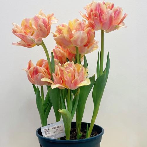 荷兰进口大球五度球水培郁金香水培土培重瓣郁金香种球正品浓香型