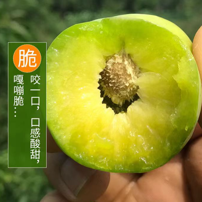 【香甜脆】正宗重庆青脆李新鲜当季水果5-10斤现摘现发美包邮到家