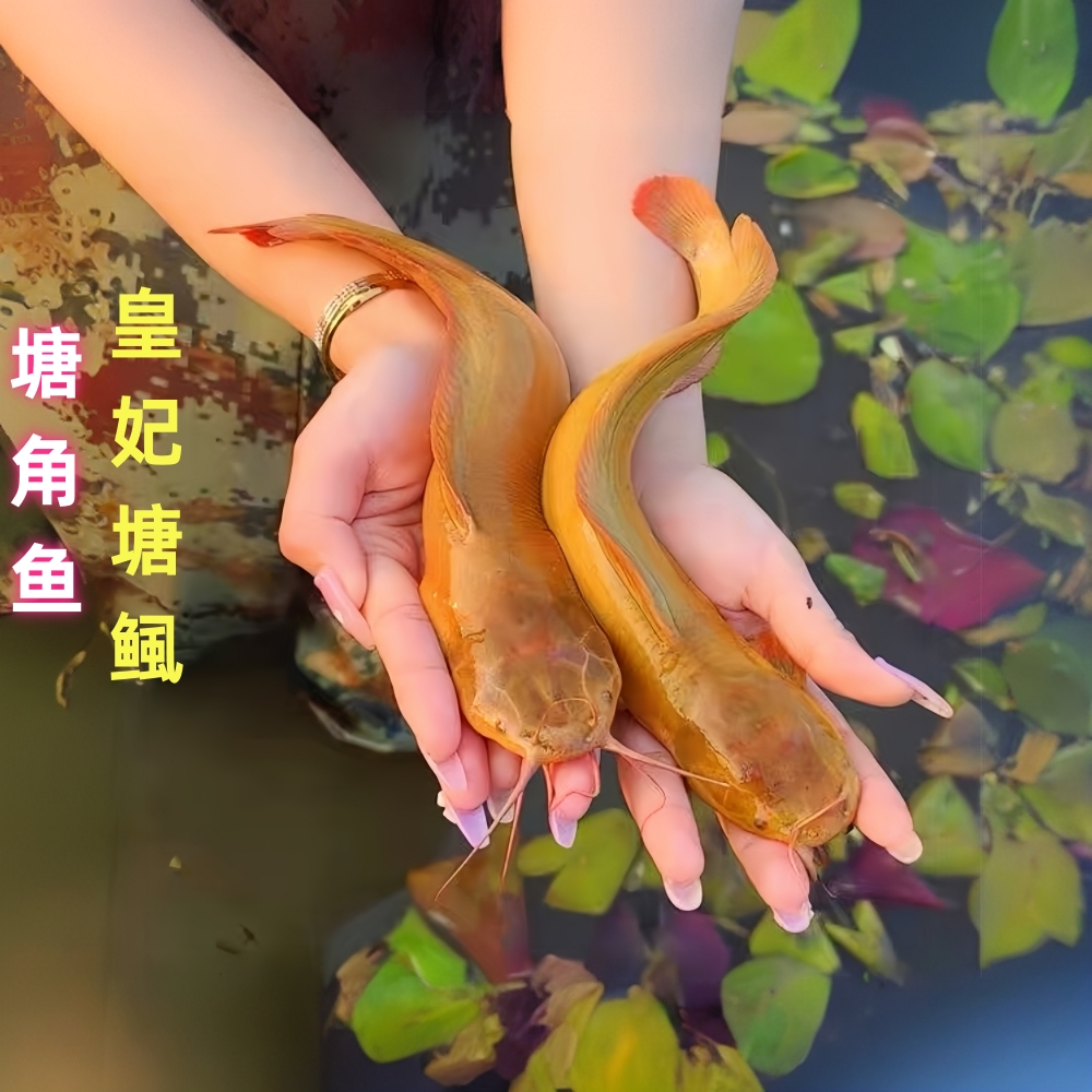 塘角鱼皇妃一号鱼塘鲺鱼淡水鱼宠物水族鱼塘虱鱼观赏鱼胡子鲶