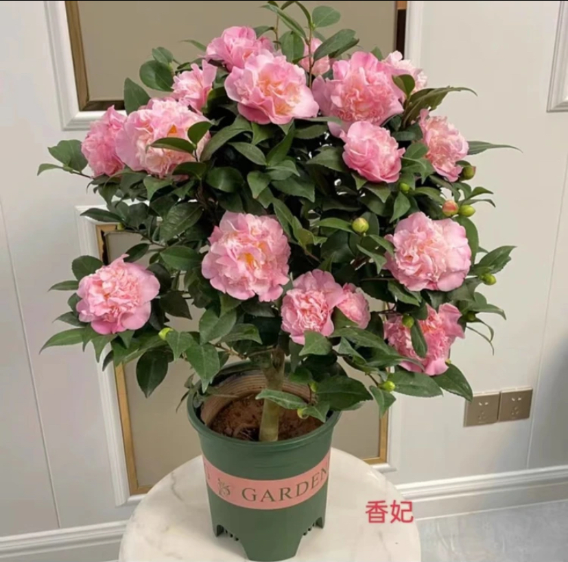 香妃山茶花树苗盆栽浓香型植物带花苞庭院室内耐寒粗壮好养