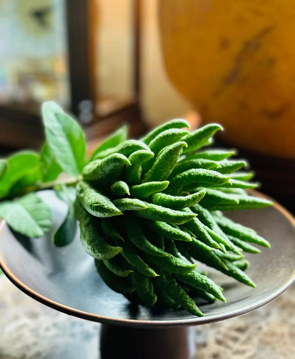 【云南高山佛手柑】 赏玩闻香 天然香薰