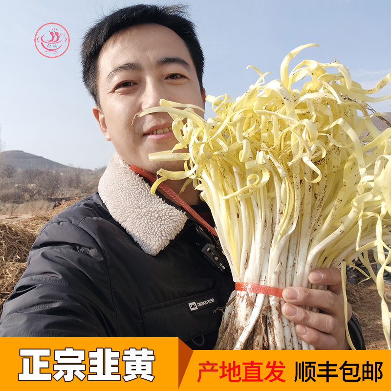 【甘肃省内专链】兰州韭黄张家大坪新鲜韭菜嫩芽现挖金凰后冬至蔬菜