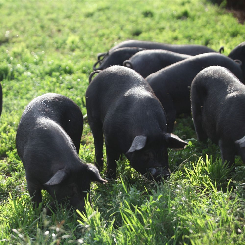 天鹅湖生态散养黑猪 猪生鲜 预冷后发货
